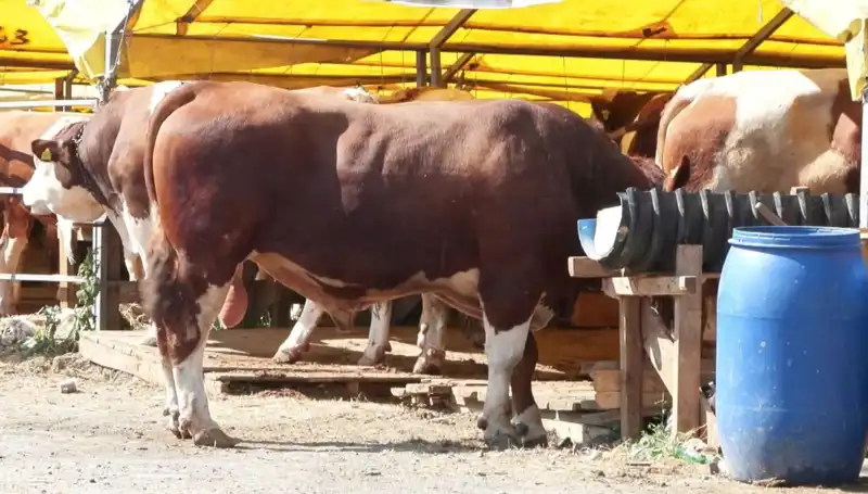 Kurban Pazarlarında Ancak Nefes Kesen Hareketlilik: Alıcılar ve Satıcılar Coştu!