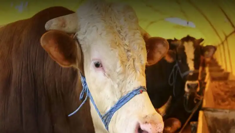 Akika Kurbanının Önemi ve Kesim Zamanı Hakkında Her Şey