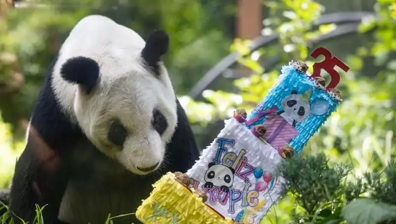 Dev Panda Xin Xin, 35. Doğum Günü Kutlamasında Hayranlarını Büyüledi