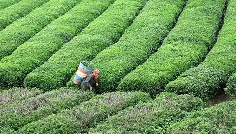 ÇAYKUR'dan Bayram Müjdesi: Yaş Çay Alımına Devam edilecek!