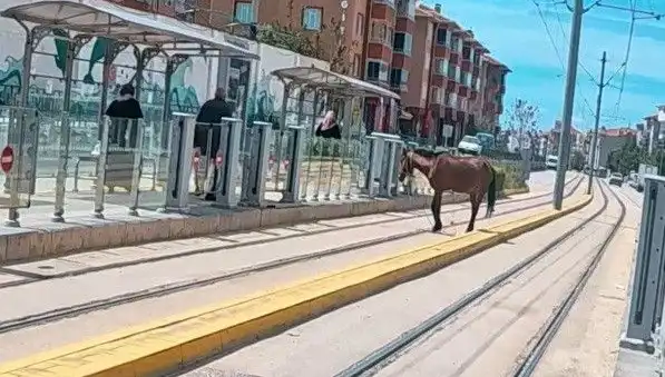 Eskişehir'de Tramvay Raylarında Başboş At Görüntüleri Şaşkınlık Yarattı!