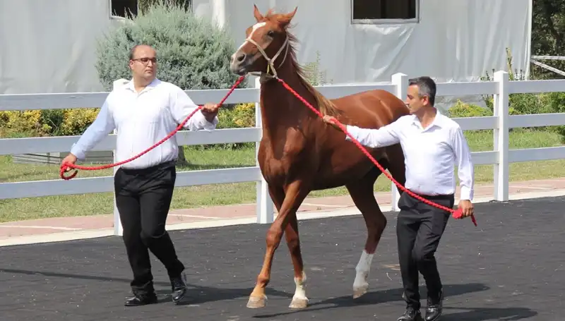 Taşkın Kral: Rekorlarıyla Dikkat Çeken Efsanevi Performans