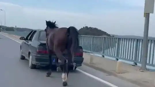 Adana'da Elde Edilen Ata Eziyet Olayında Şok Tutuklama Gerçekleşti