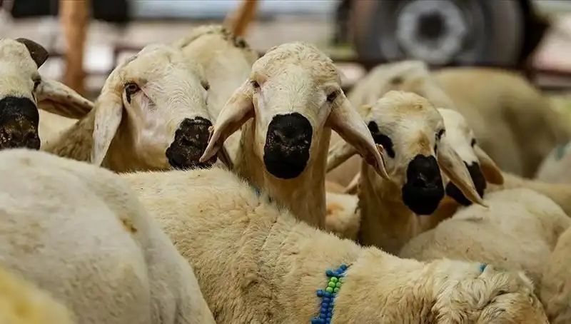 Kurban Bayramı Ne Zaman? 9 Günlük Tatil Müjdesi Geliyor Mu?