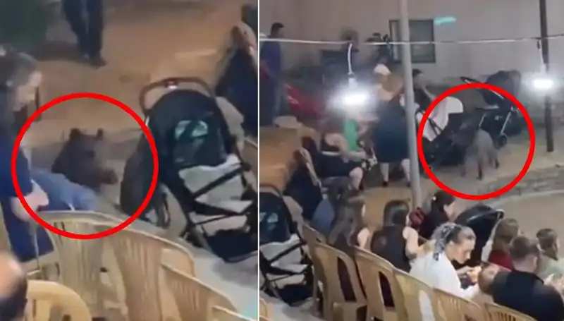 Düğün Töreninde Sahneye Yaban Domuzu İndi: Paniğe Neden Olan Olay
