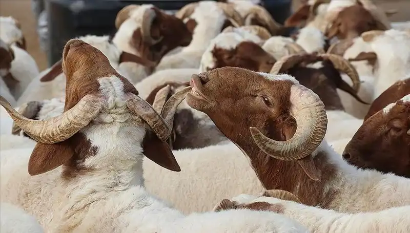 Akika Kurbanı Nedir? Kesim Zamanı ve Yenme Durumları Hakkında Bilgiler