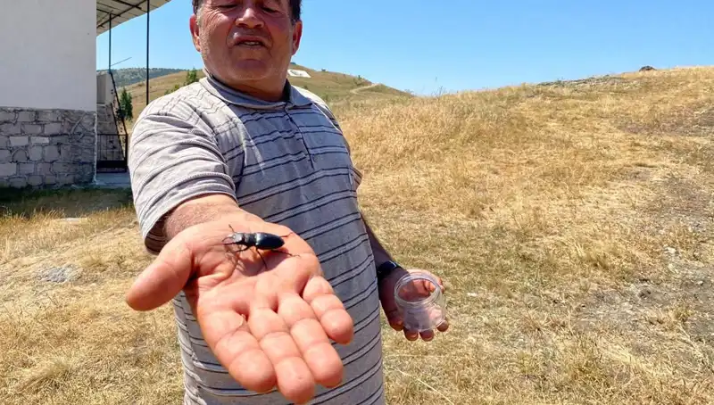 Sivas'ta Gözüken Özel Böceği Öldürmenin Cezası: 557 Bin TL!