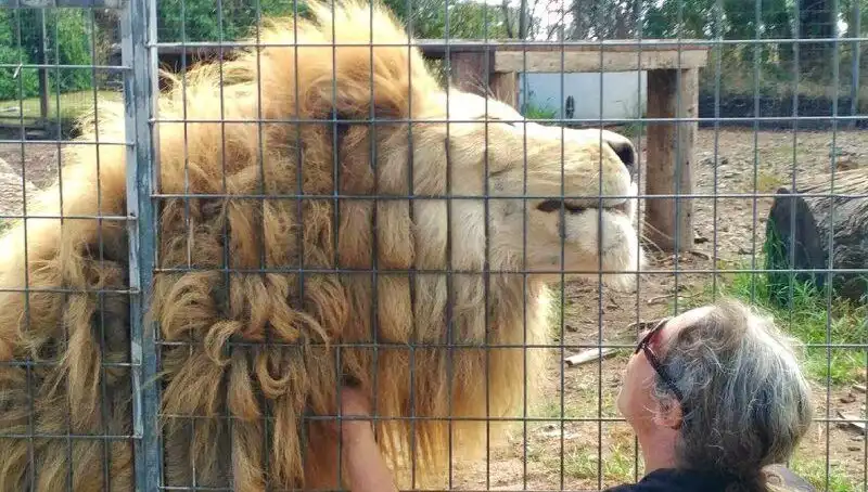 Avustralya'da Aslan Saldırısı: Ziyaretçiye Yaklaşan Tehlike