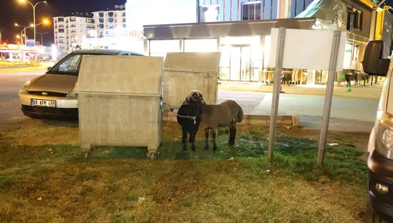 Mor Karaman Koyunları Yolda: Kaderlerine Terk Edilmiş Bir Dram