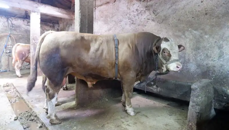 Tam 1 Ton 200 Kiloluk Eşya Alıcısını Buldu: Fiyatı Şaşırttı!