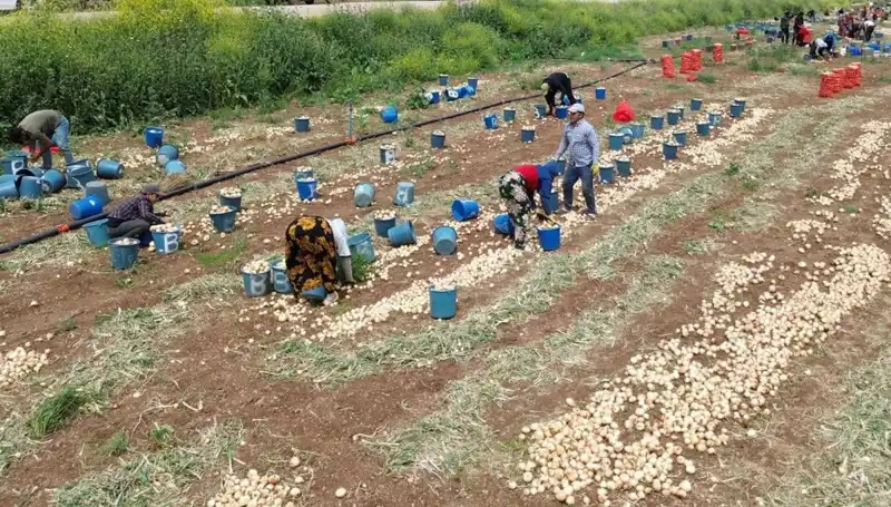 Türkiye’de Soğan Hasadı Başladı: Fiyatlar Düşüşte, Tüketiciler Beklemede