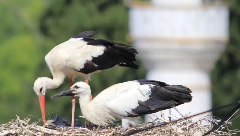 Yaren'e Rakip Leylek Köyü: Sayıca Şaşırtan Uçuş Gerçeği
